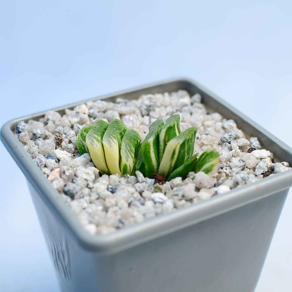 Haworthia truncata f. variegata