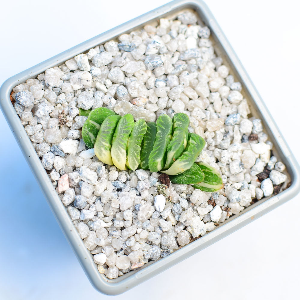 Haworthia truncata f. variegata