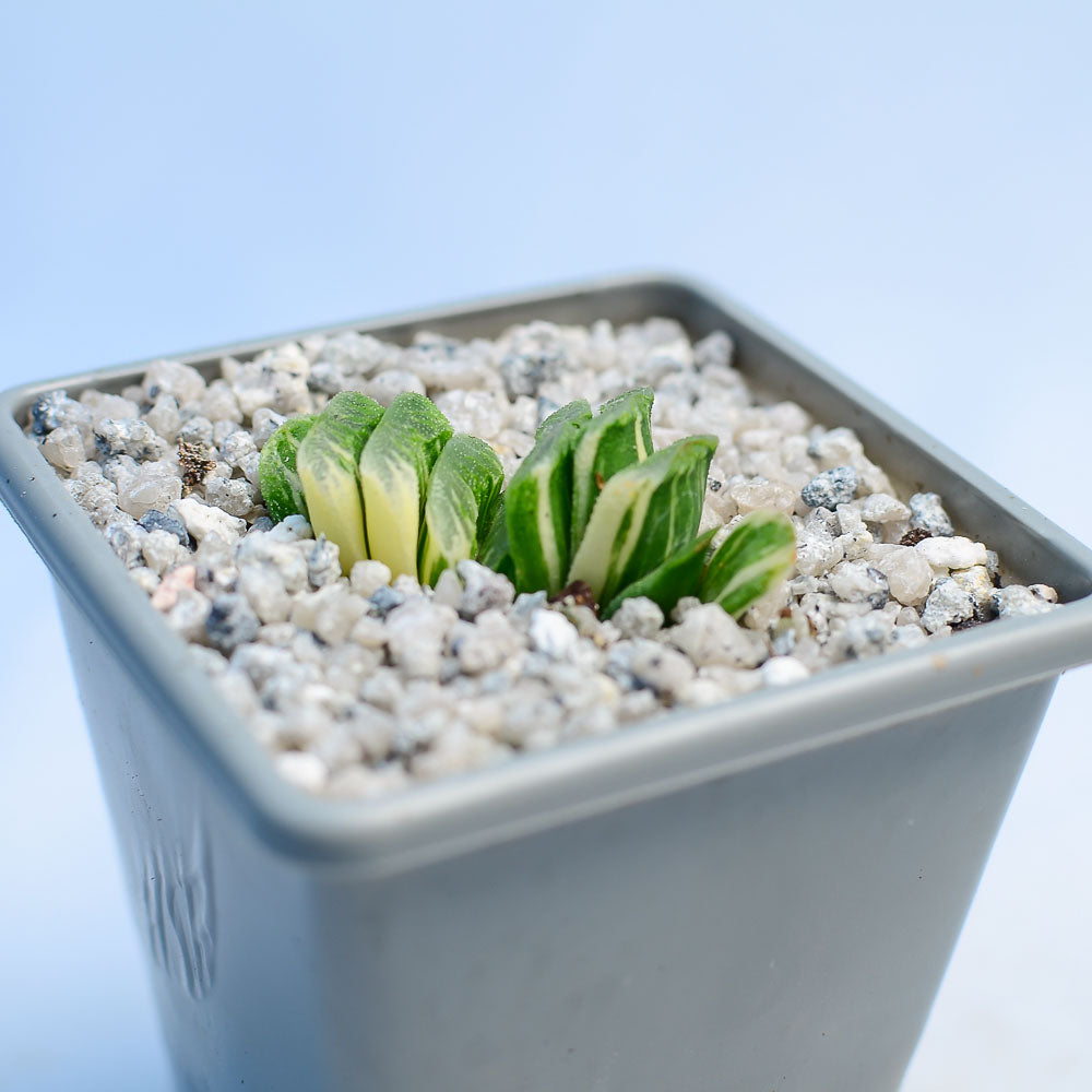 Haworthia truncata f. variegata