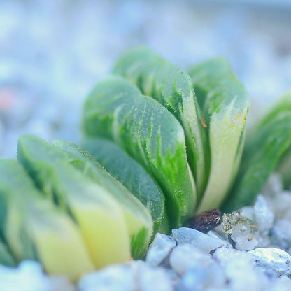 Haworthia truncata f. variegata