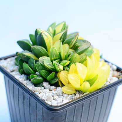 Haworthia retusa f. variegata