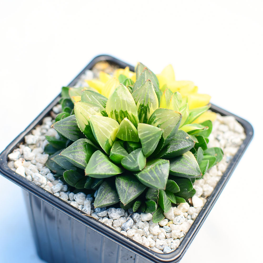 Haworthia retusa f. variegata