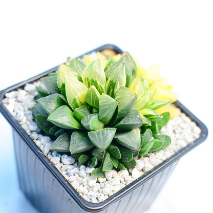 Haworthia retusa f. variegata