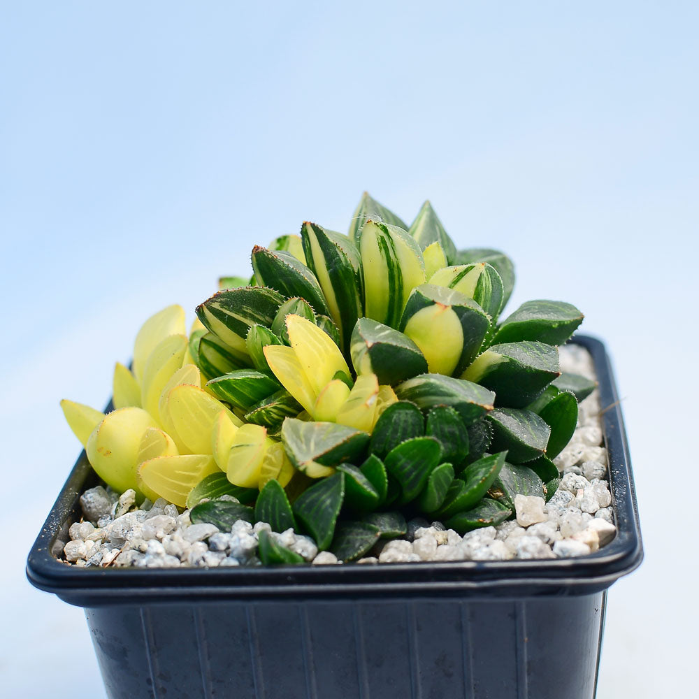 Haworthia retusa f. variegata