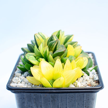 Haworthia retusa f. variegata