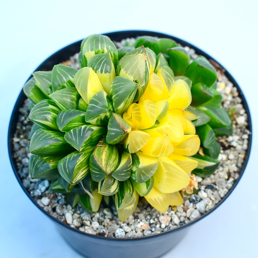 Haworthia retusa f. variegata