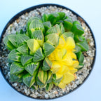 Haworthia retusa f. variegata