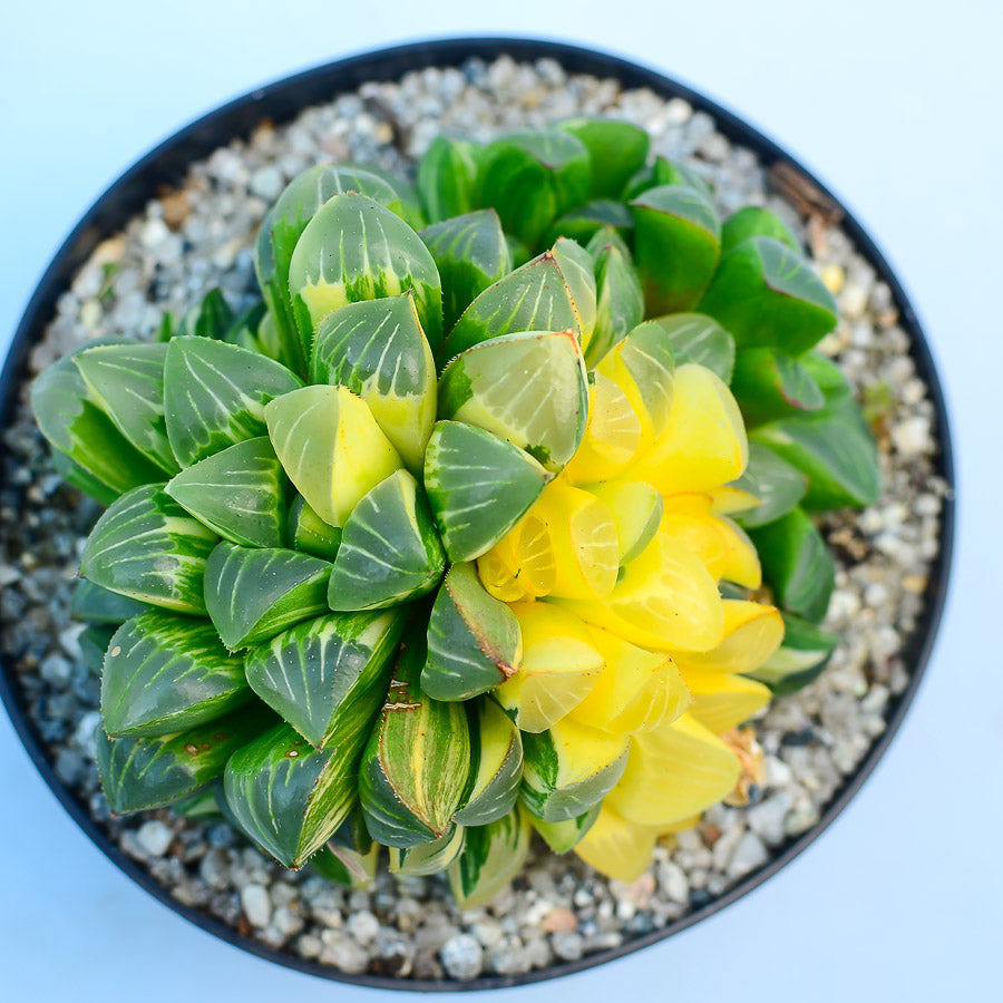 Haworthia retusa f. variegata