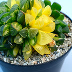 Haworthia retusa f. variegata