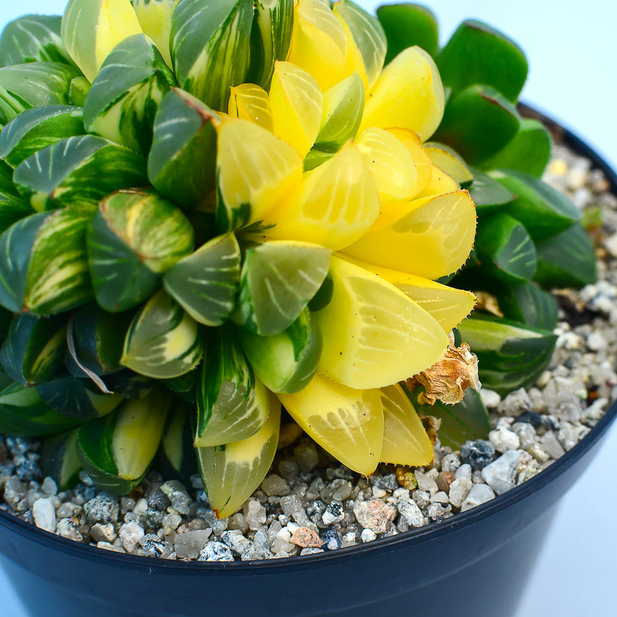Haworthia retusa f. variegata