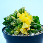 Haworthia retusa f. variegata