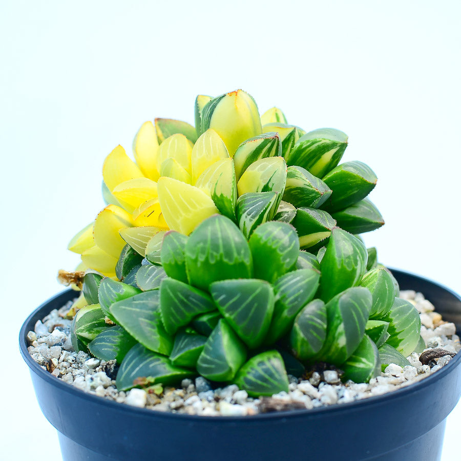Haworthia retusa f. variegata
