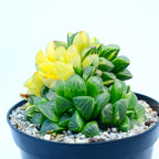 Haworthia retusa f. variegata