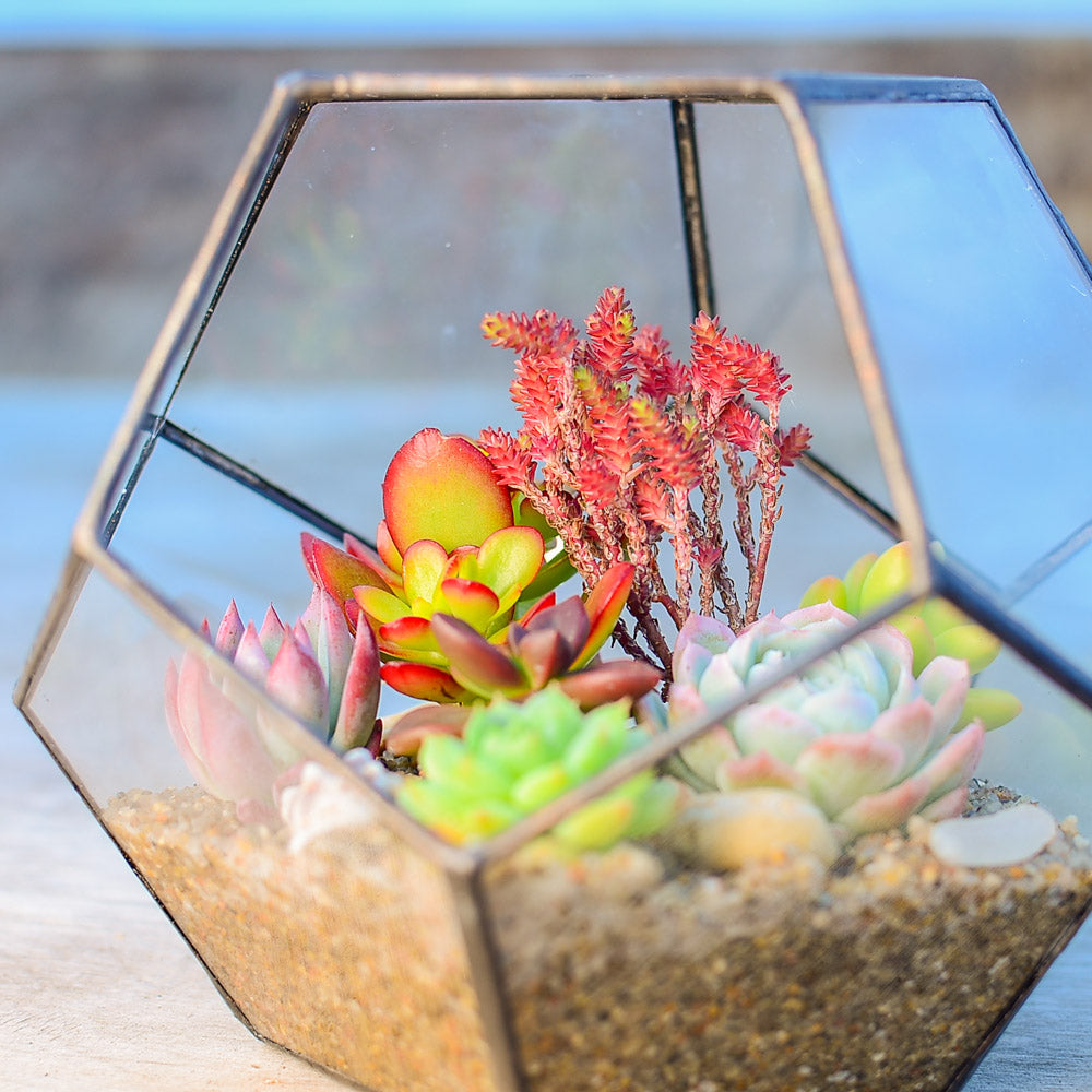 Geometric Terrarium Succulent Grow Kit