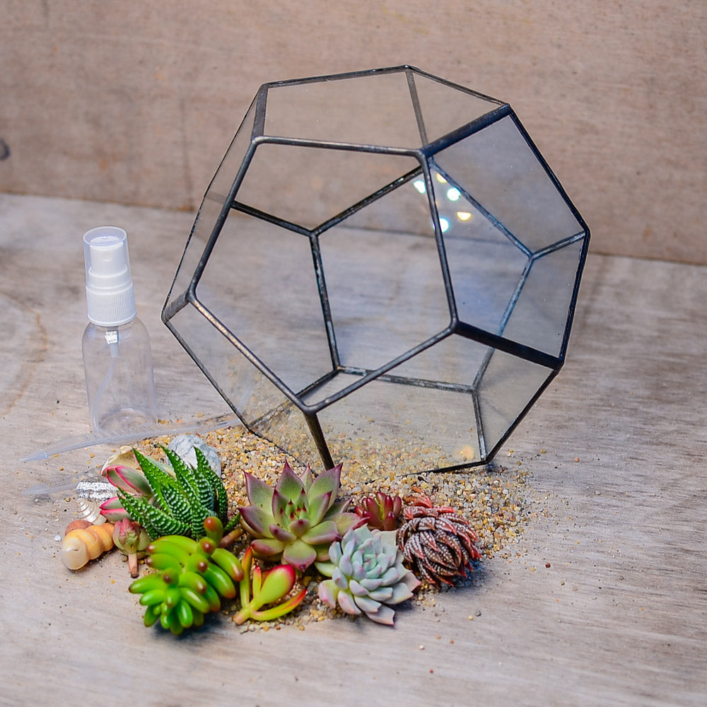 Geometric Terrarium Succulent Grow Kit