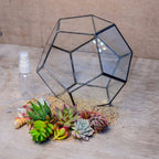 Geometric Terrarium Succulent Grow Kit