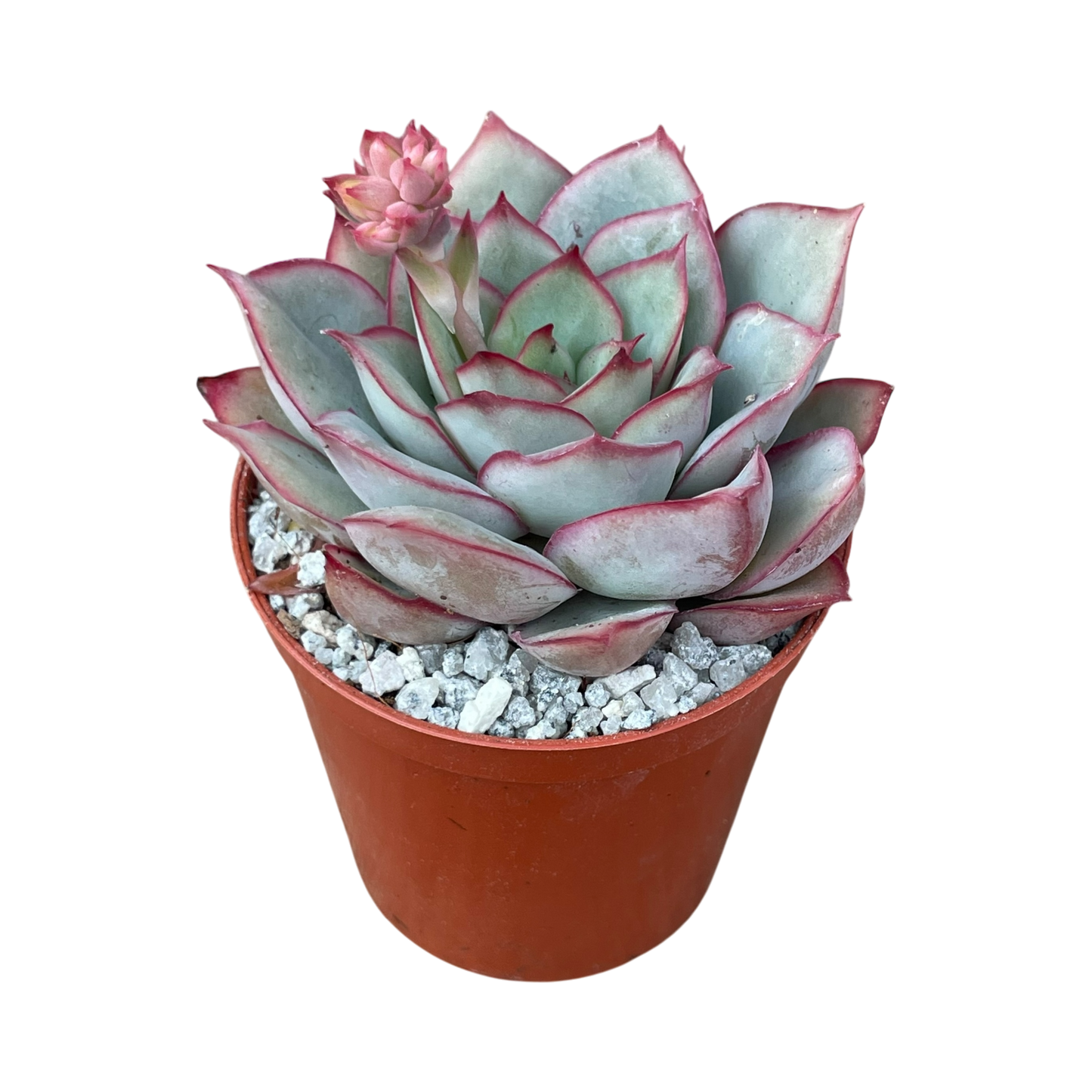 Echeveria 'Moon Goddess'