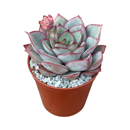 Echeveria 'Moon Goddess'