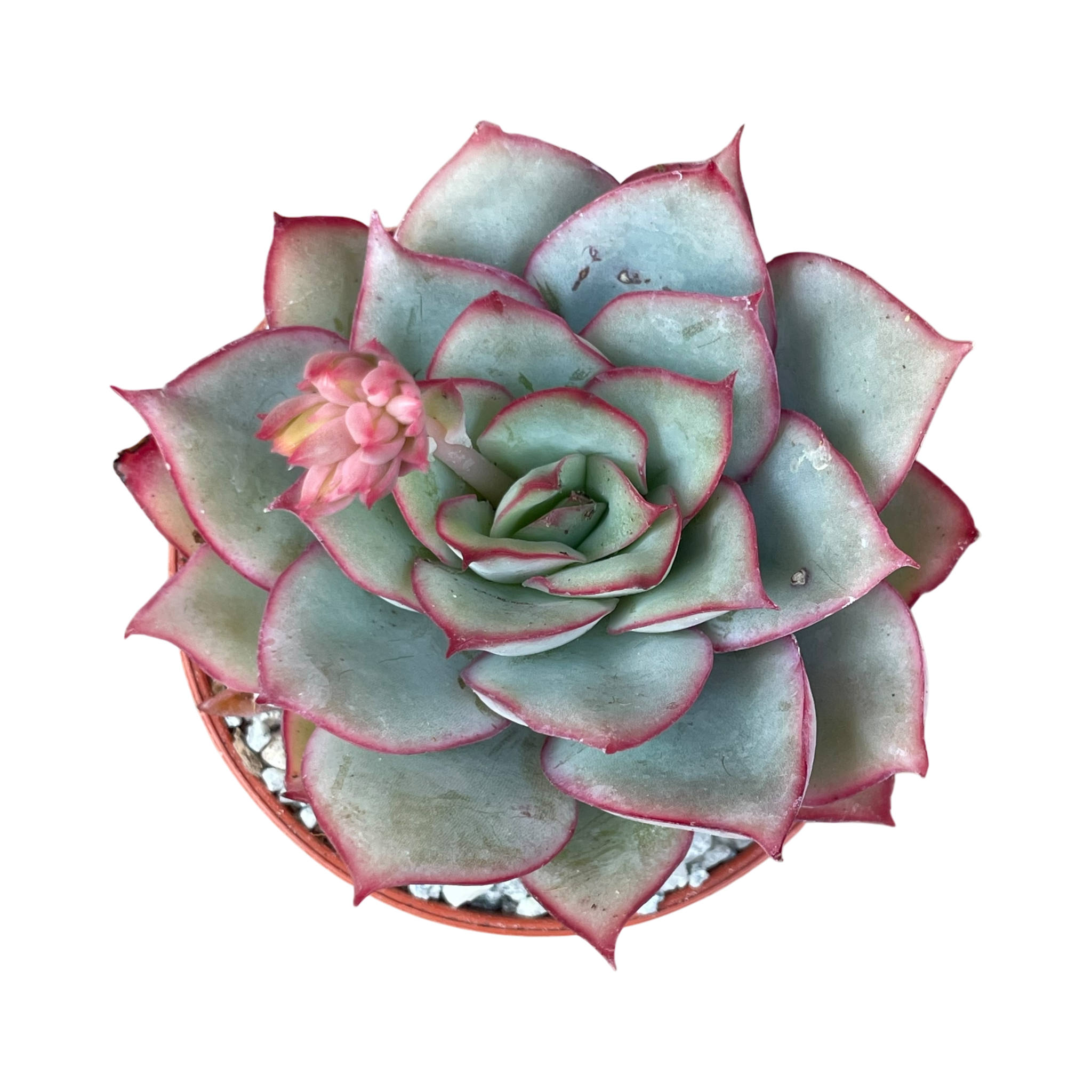 green goddess succulent Echeveria 'Moon Goddess' – Surreal Succulents