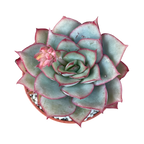 Echeveria 'Moon Goddess'