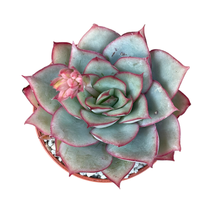 Echeveria 'Moon Goddess'