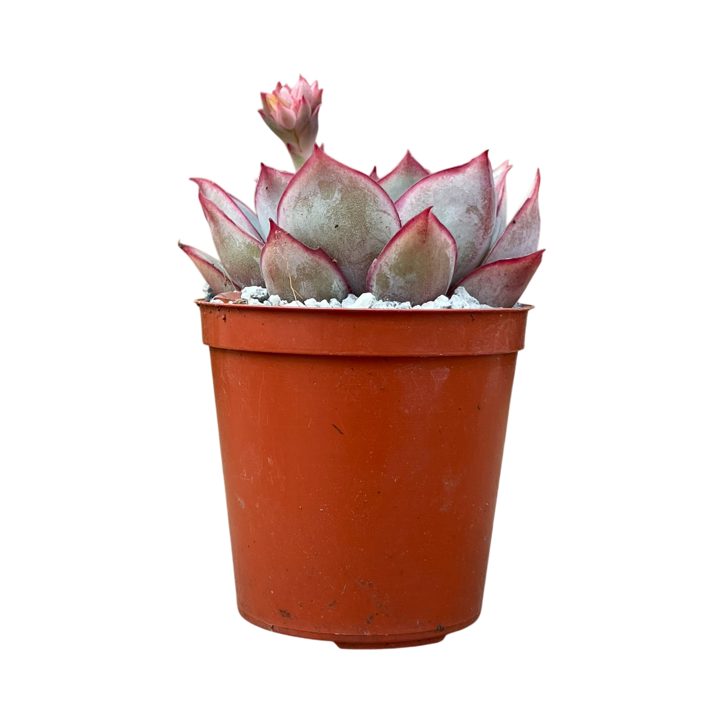 Echeveria 'Moon Goddess'