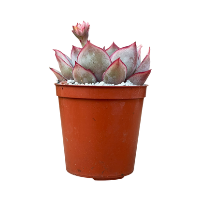 Echeveria 'Moon Goddess'