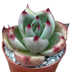 Echeveria agavoides ssp. parrasana