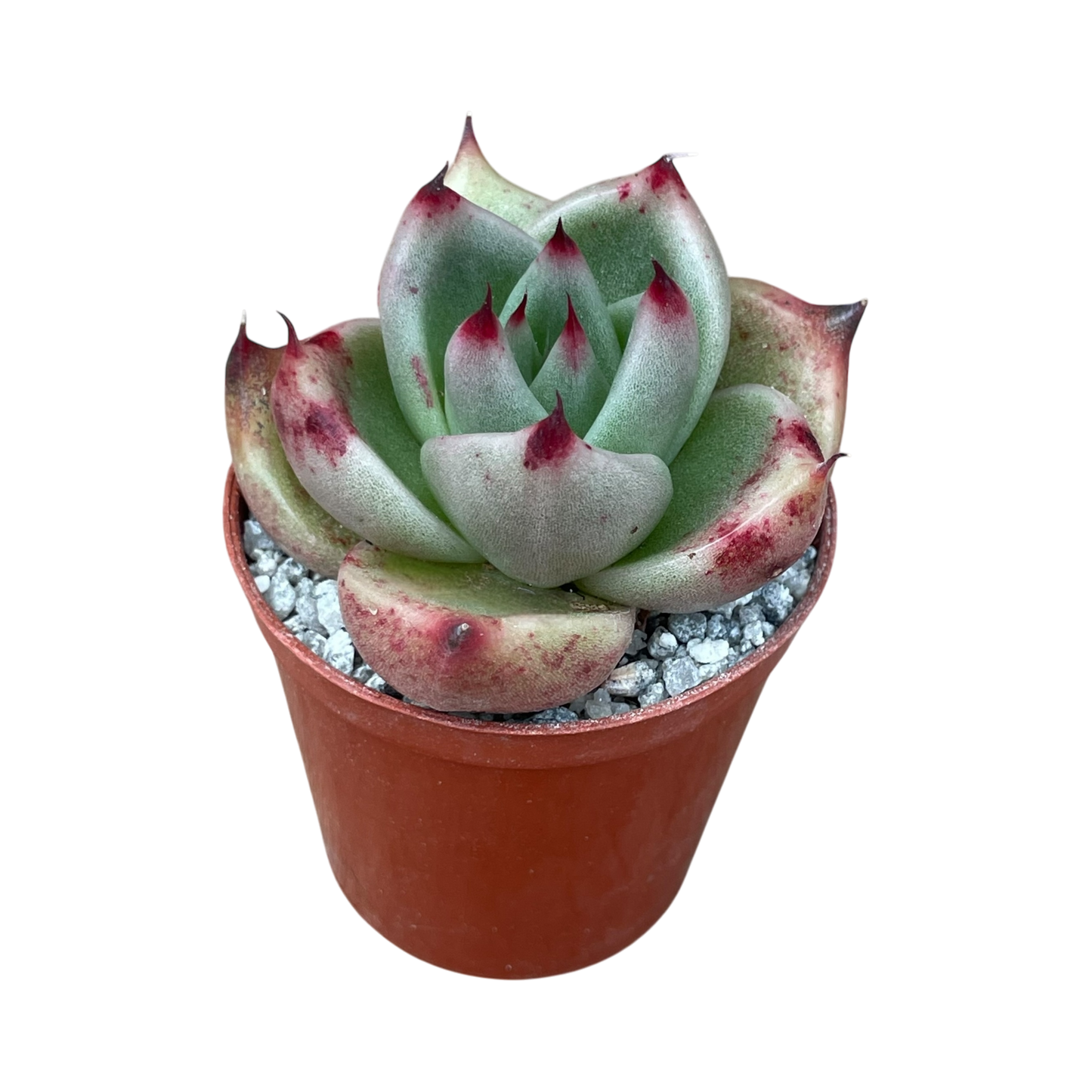 Echeveria agavoides ssp. parrasana