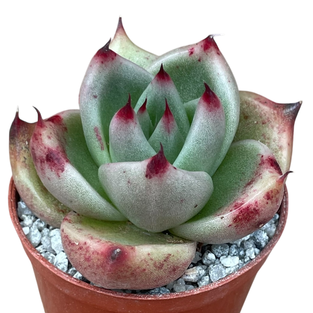 Echeveria agavoides ssp. parrasana