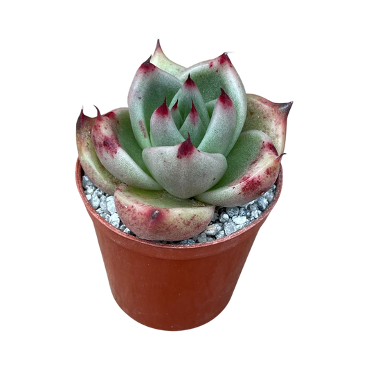 Echeveria agavoides ssp. parrasana