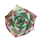 Echeveria agavoides ssp. parrasana
