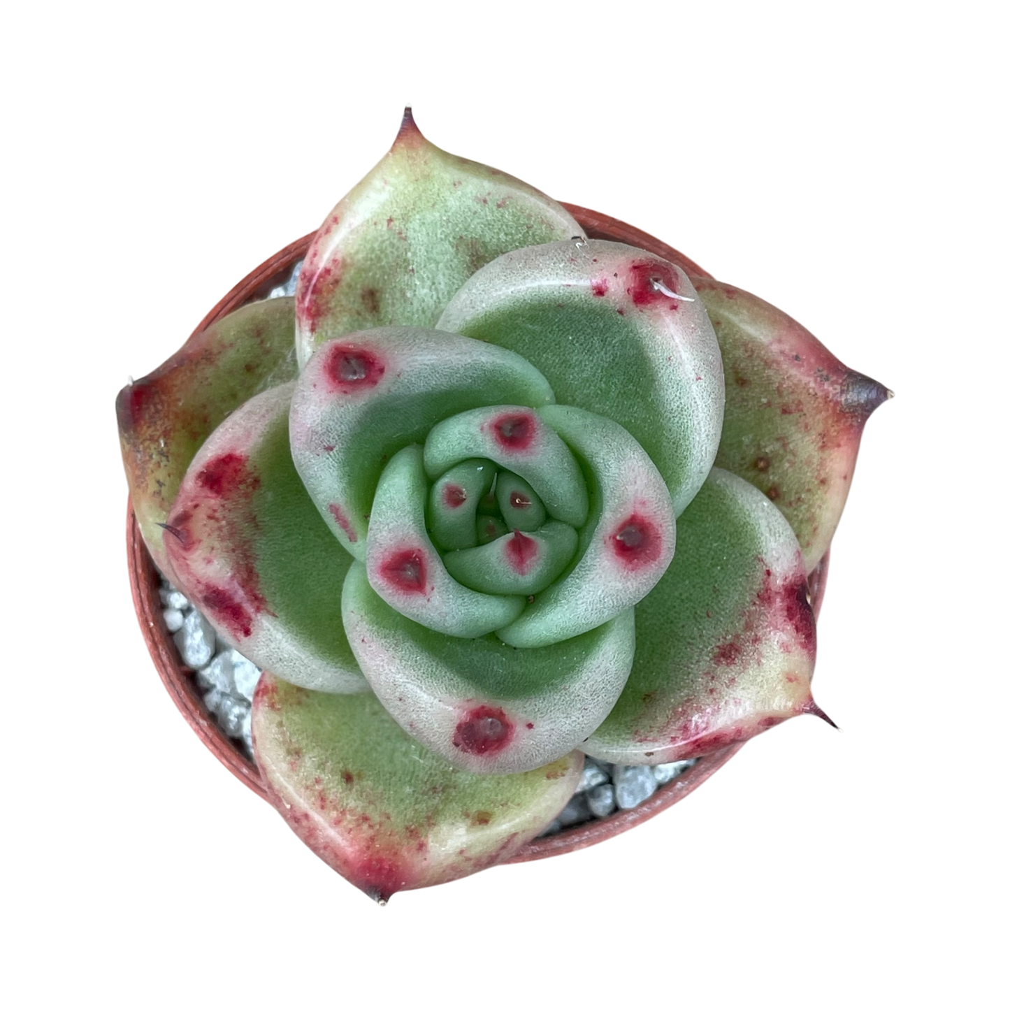 Echeveria agavoides ssp. parrasana