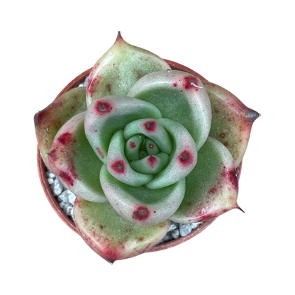 Echeveria agavoides ssp. parrasana