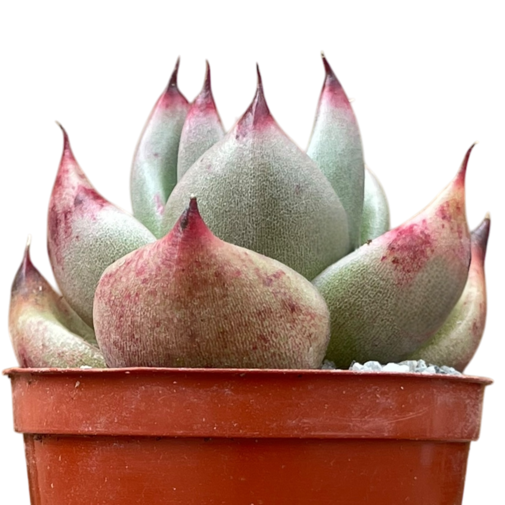 Echeveria agavoides ssp. parrasana