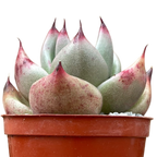 Echeveria agavoides ssp. parrasana