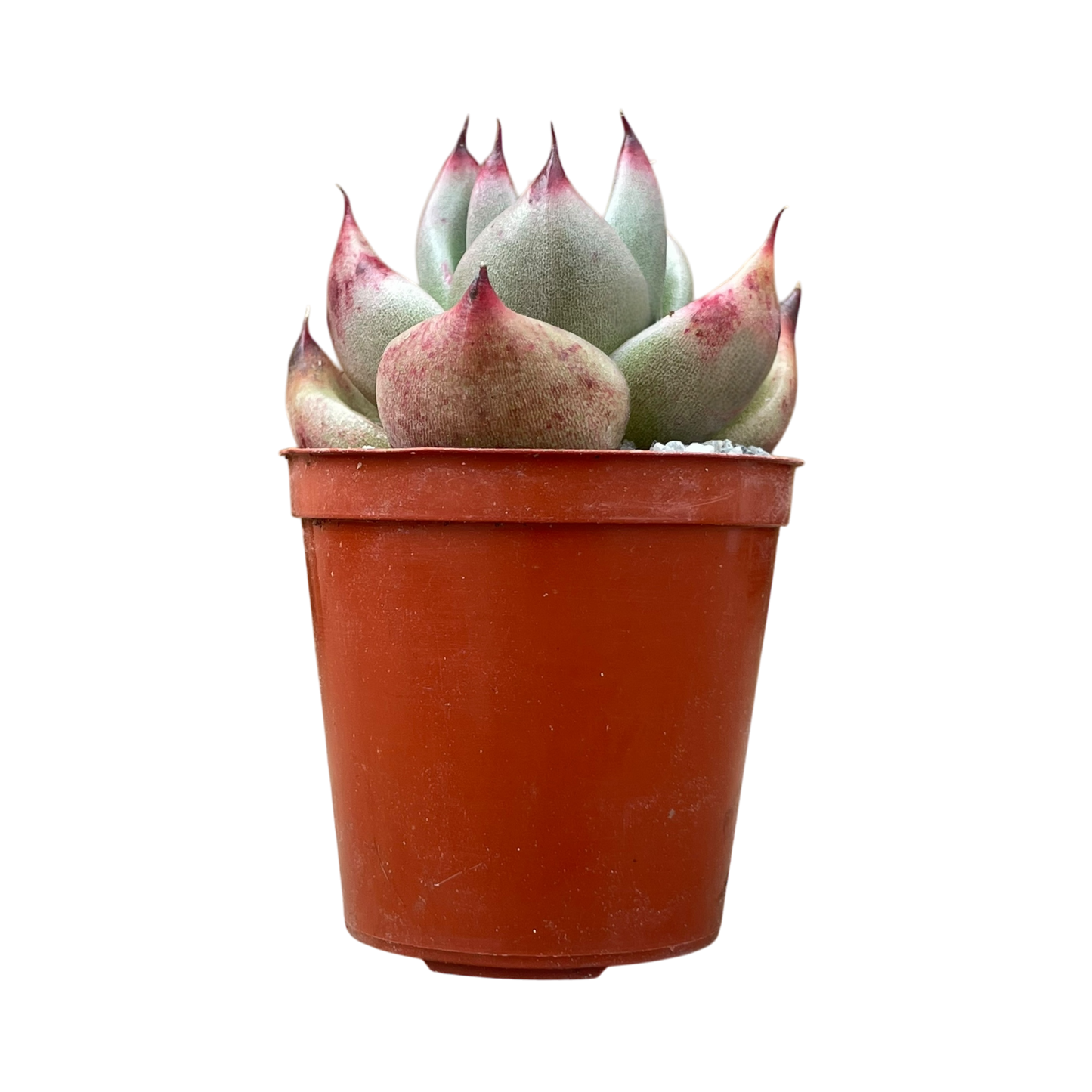 Echeveria agavoides ssp. parrasana