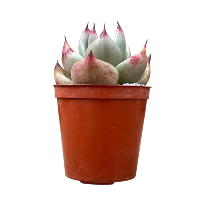 Echeveria agavoides ssp. parrasana