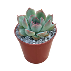 Echeveria chihuahuaensis