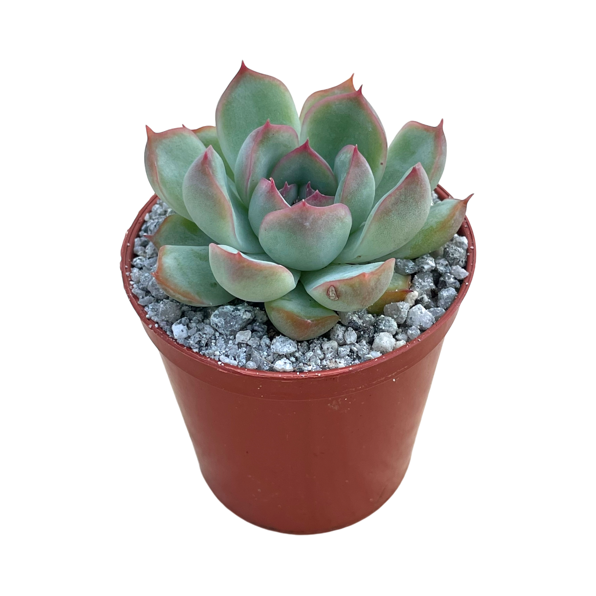 エケベリア・チワワエンシス – Surreal Succulents