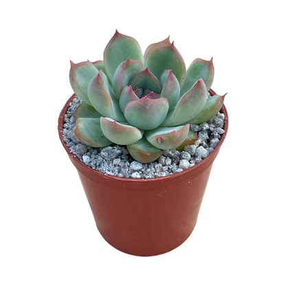 Echeveria chihuahuaensis