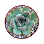 Echeveria chihuahuaensis