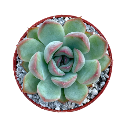 Echeveria chihuahuaensis