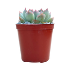 Echeveria chihuahuaensis