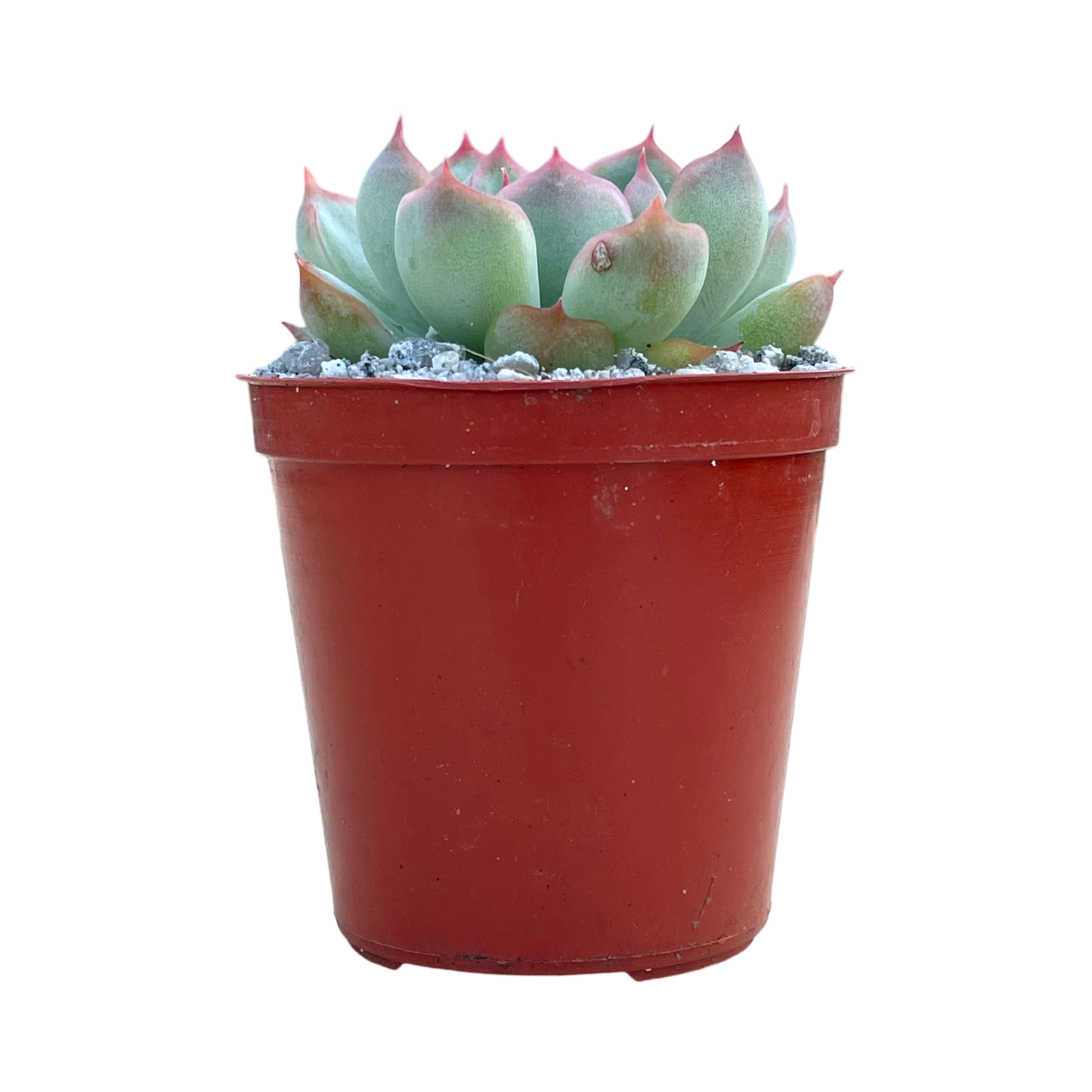 Echeveria chihuahuaensis