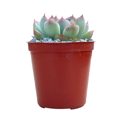 Echeveria chihuahuaensis