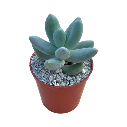 Pachyphytum 'Twilight'