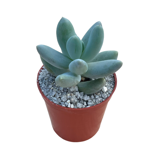 Pachyphytum 'Twilight'