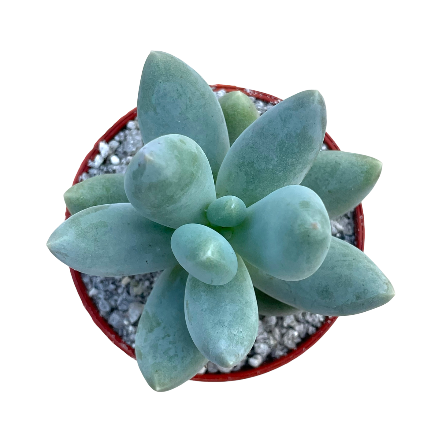 Pachyphytum 'Twilight'