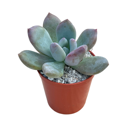 x Pachyveria 'Pinko'